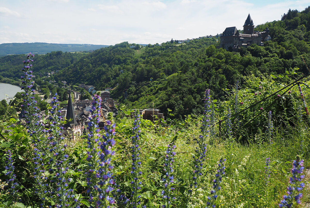 Natternkopf vor der Kulisse Bacharach